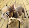 For Sale 10 week old Frenchies perfect time for Christmas