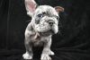 Re-homing frenchies