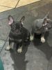French bulldog puppies are looking forever home