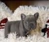 AKC registered French Bull Dogs