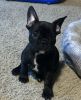 Looking to rehome French bulldog puppy