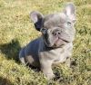 12 Weeks Old French Bulldogs now