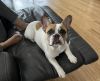 8 Month Old Stud French Bulldog for Sale