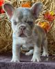 Adorable French Bulldog Puppies Available