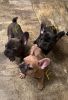 Frenchbulldog puppies