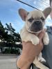 2 female French Bulldog puppies need rehoming