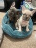 2 beautiful boy puppies French bulldogs