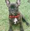 Male Frenchie 2.5 years old