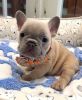 Available Lovely French Bulldog Puppies
