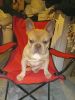 Valentine's French Bulldog pups Males and females
