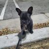 French bulldog 4 month's old