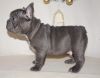 Pure Blue Male & Female French Bulldog puppies available