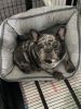 2 year old merle french bulldog female