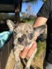 Frenchie Females for Sale