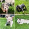 Frenchie Puppies Ready for New Home