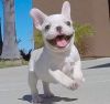 Missy - French Bulldog Puppy for Sale