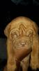 french mastiff 2 female for sale