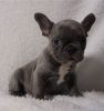 Blue French Bulldog Puppies Available.