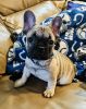 AKC Frenchies Ready for 4ever Homed