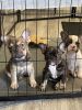 French bulldogs looking for homes