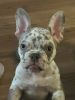 Platinum Isabella tri-colored Merle female toy Frenchie