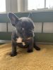 3 Frenchies Puppies Looking Good Home : Born Leap Day
