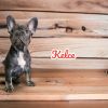 AKC Registered French Bulldog Puppies For Sale