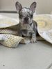 Merle female French bulldog for sale 15,000 or best offer shots up-to-