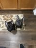 French bulldogs for sale AKC registered