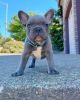 Solid Blue Healthy French Bulldog Puppies