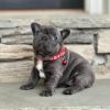 Young Healthy French Bulldog Puppies