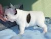 French Bulldog Male And Female puppies for sale