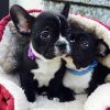 Gorgeous~!*French Bulldog Puppies For Sale~!*ASAP