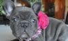 KC Registered french bull puppies