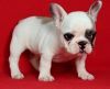 AKc Registered French Bulldog Puppies