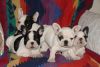 Cute Affordable French Bulldog Puppies