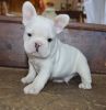 French Bulldog Pupp