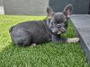 French Bulldog Puppies