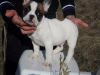 Lovely french bulldog puppies for sale
