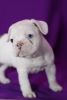 Awesome Quality French Bulldog Puppies