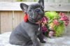 french bulldog puppies available for good homes