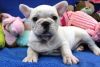 AKC registered French Bulldog puppies for sale