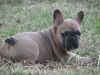 dfhftjyj French Bulldog Puppies for Sale