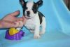 Playful French Bulldog puppies available