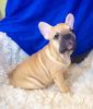 Frenchie bull dogs for sale