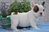 Gorgeous French Bulldog Puppies xxx) xxx-xxx0
