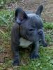 French Bulldog is affectionate, uncomplicated,