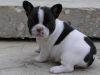 Registered French Bulldog Puppies in Bangor