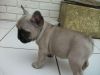French Bulldog is affectionate, uncomplicated