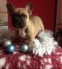 Best Looking French Bulldog Puppies For Sale